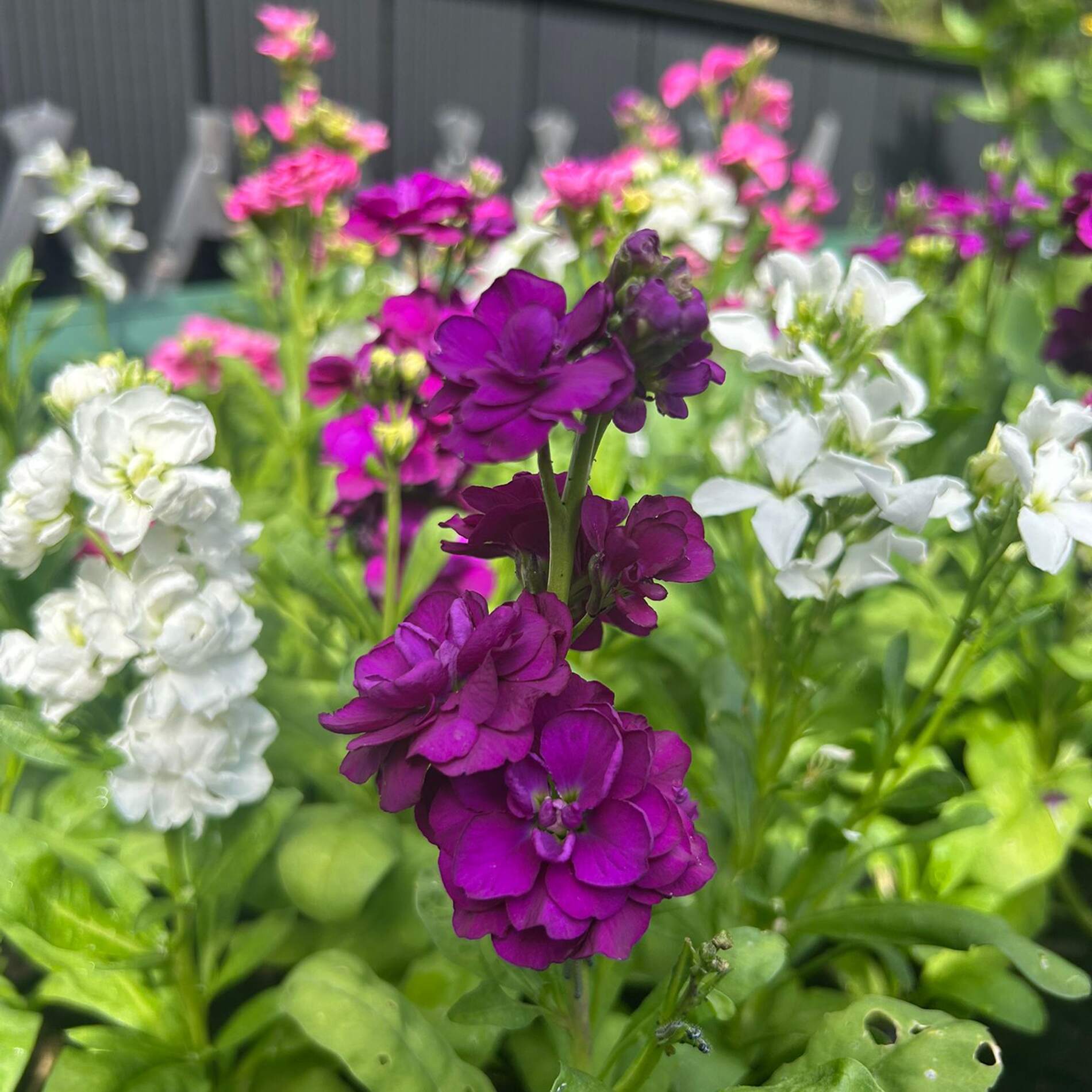Same day flower delivery Ecclesfield Sheffield