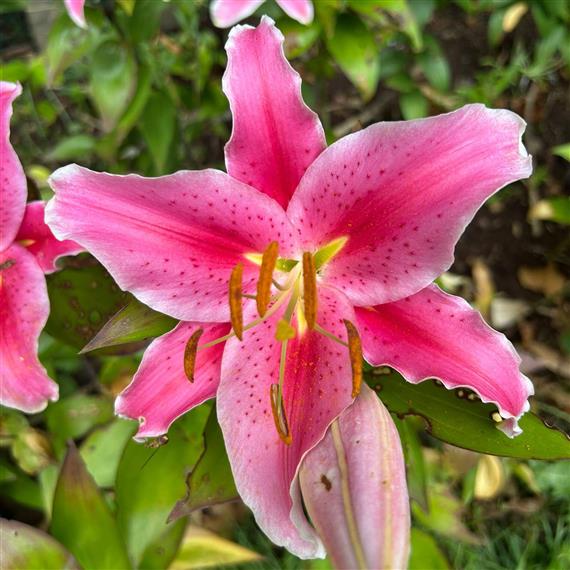 Sarah's Flower Farm and Florist flower care guide for gift bouquets in Sheffield